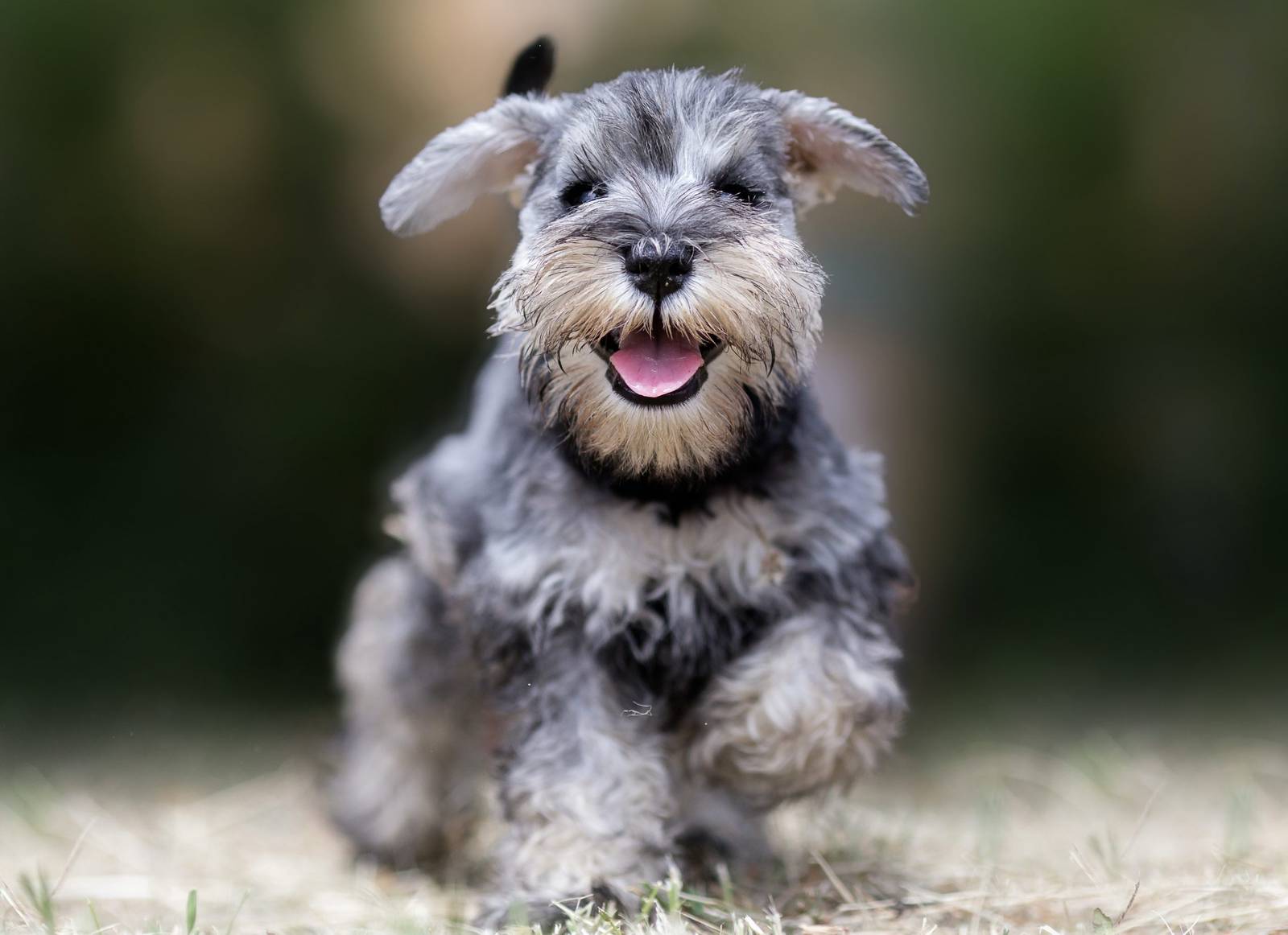 Mini schnauzer dogs for sale | Dog breed mini schnauzer