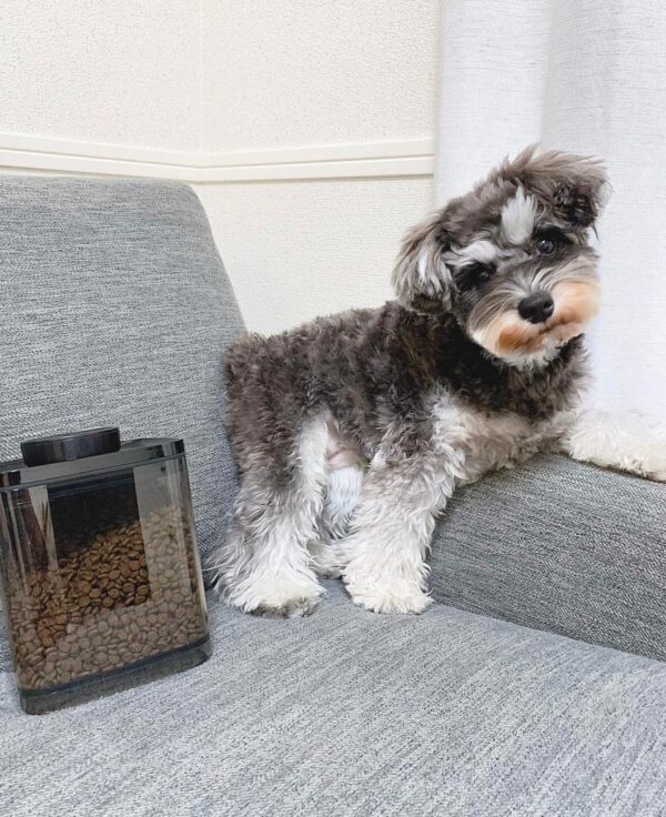 Standard schnauzer puppy for sale, Standard schnauzer for sale