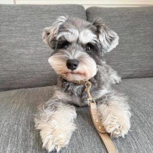 Standard schnauzer puppy for sale, Standard schnauzer for sale