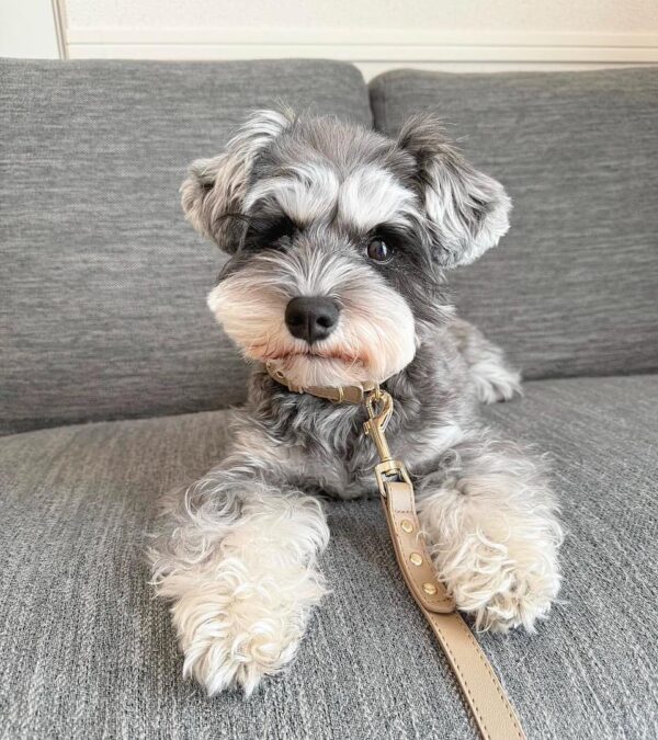 Standard schnauzer puppy for sale, Standard schnauzer for sale