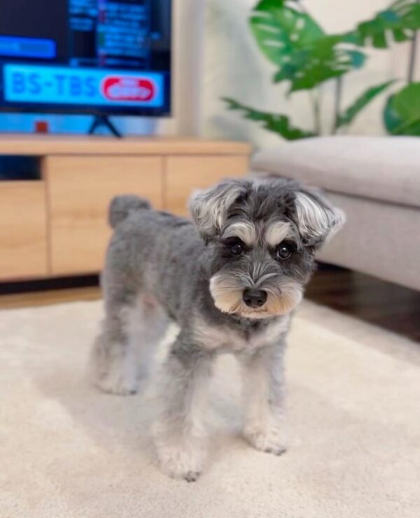 Standard schnauzer puppy for sale, Standard schnauzer for sale