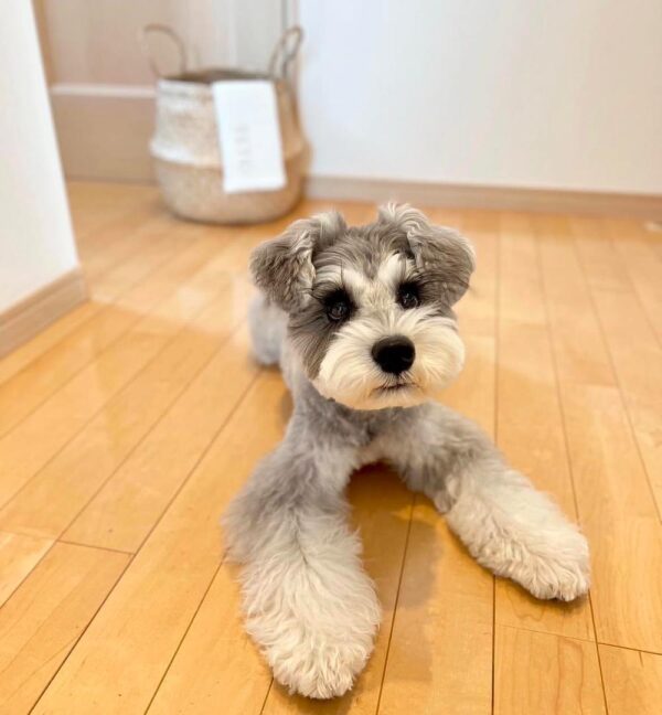 Miniature schnauzer for sale, Micro schnauzer for sale