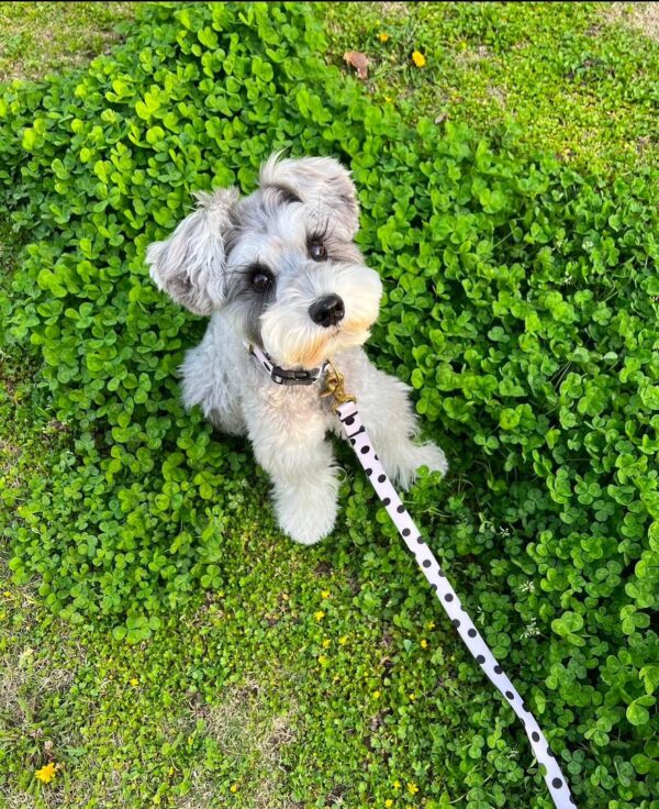 Miniature schnauzer for sale, Micro schnauzer for sale