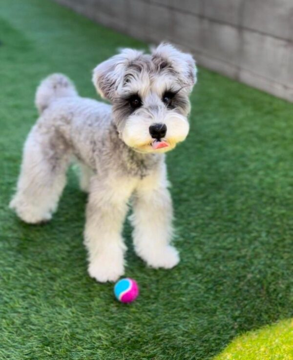 Miniature schnauzer for sale, Micro schnauzer for sale