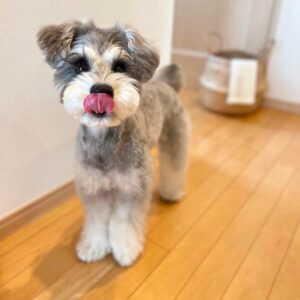 Miniature schnauzer for sale, Micro schnauzer for sale