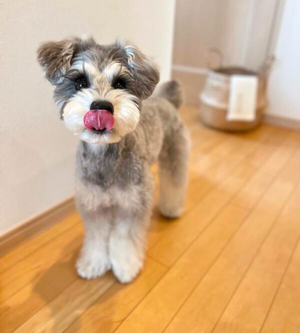 Miniature schnauzer for sale, Micro schnauzer for sale