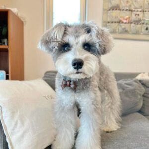 Mini miniature schnauzer, Mini mini schnauzer