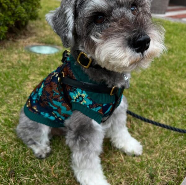 Small schnauzer dog, Smallest schnauzer