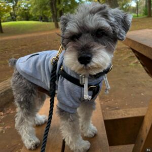 Small schnauzer dog, Smallest schnauzer