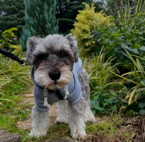 Small schnauzer dog, Smallest schnauzer