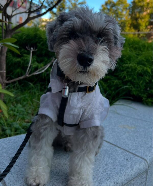 Small schnauzer dog, Smallest schnauzer