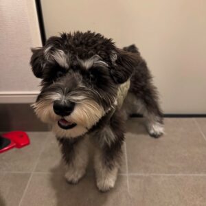 Miniature schnauzer dog, Miniature schnauzer