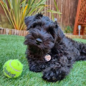 Mini schnauzer breed, Mini schnauzer dog