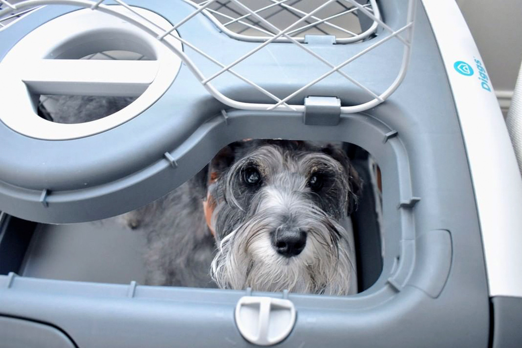 schnauzer dogs for sale, schnauzer puppy for sale