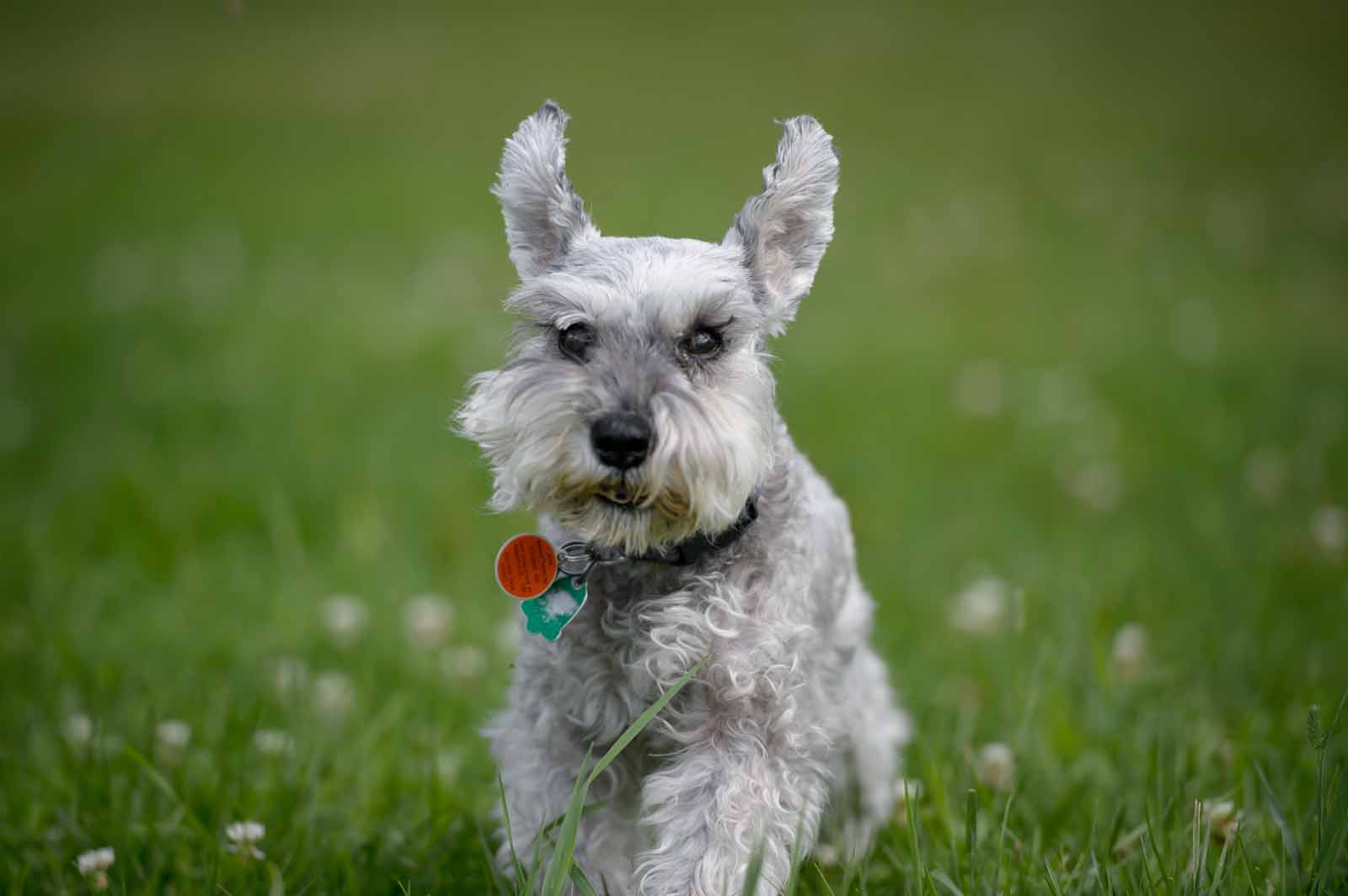 miniature schnauzer for adoption, schnauzer puppy for sale near me